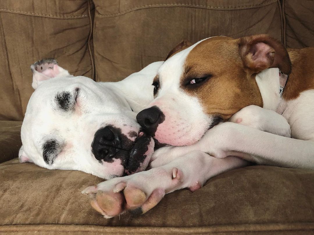 two dogs laying together