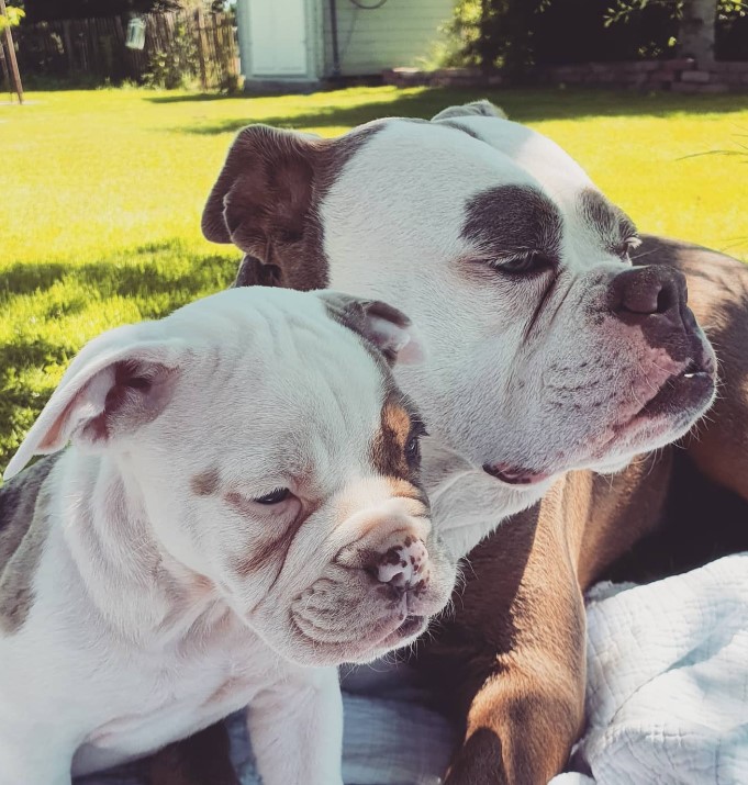 two dogs lie in the garden and look away