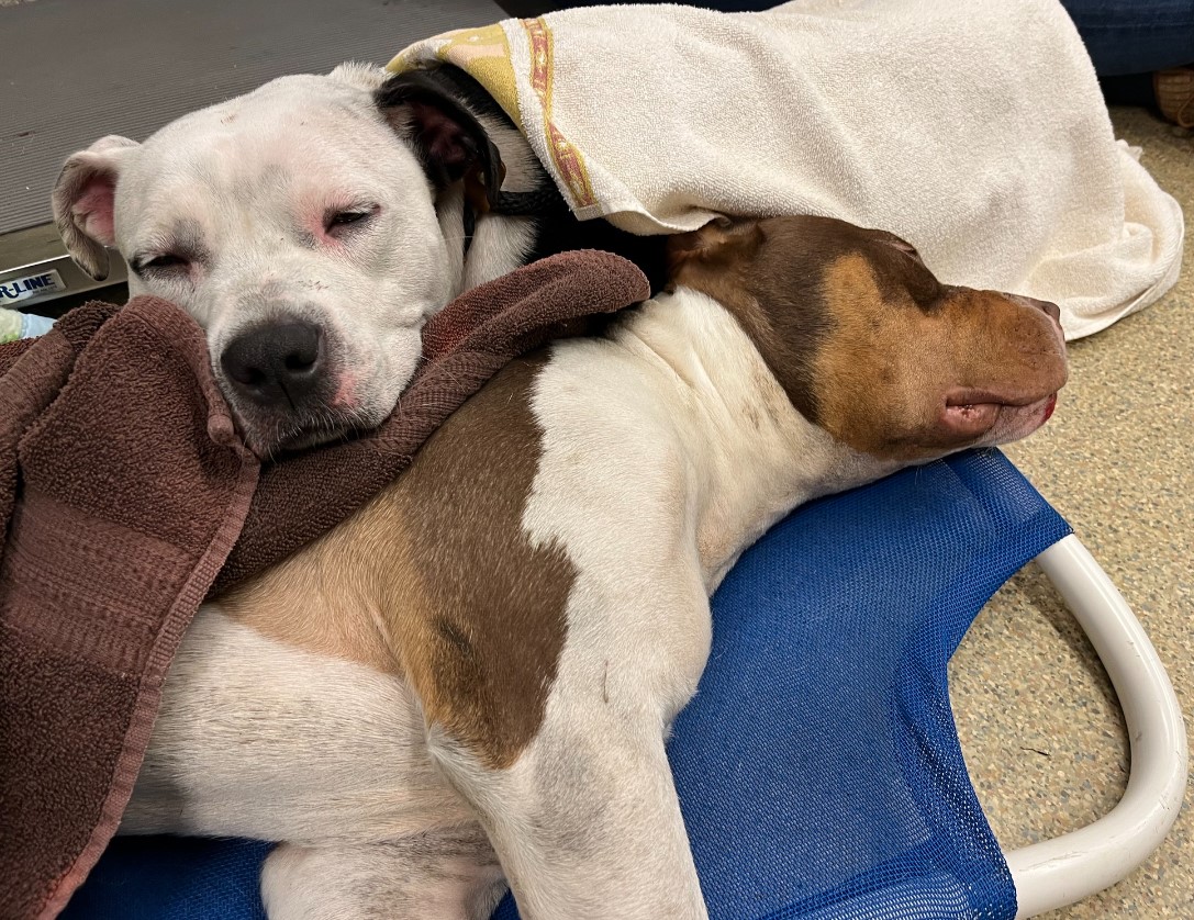 two dogs lie leaning on each other