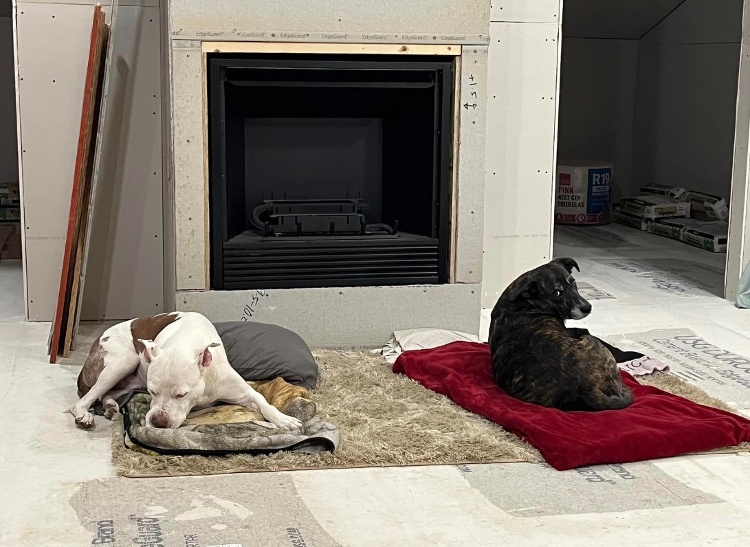 two dogs lie on mats on the floor