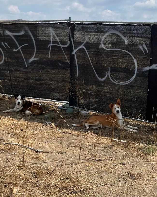 two dogs lie on the ground in the shade