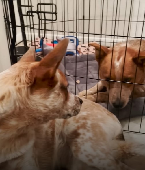 two dogs look at each other from behind the cage