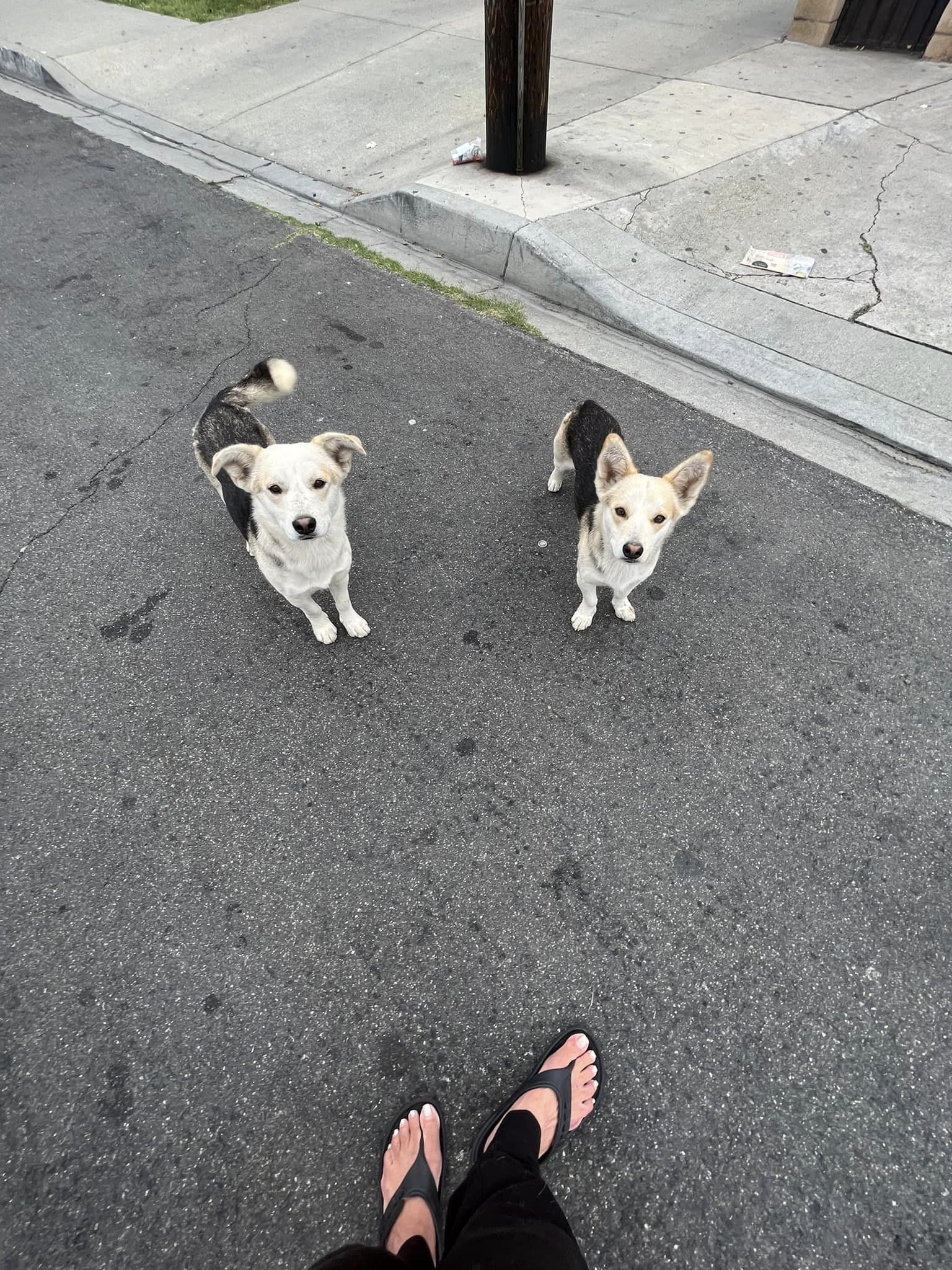 two dogs looking at woman