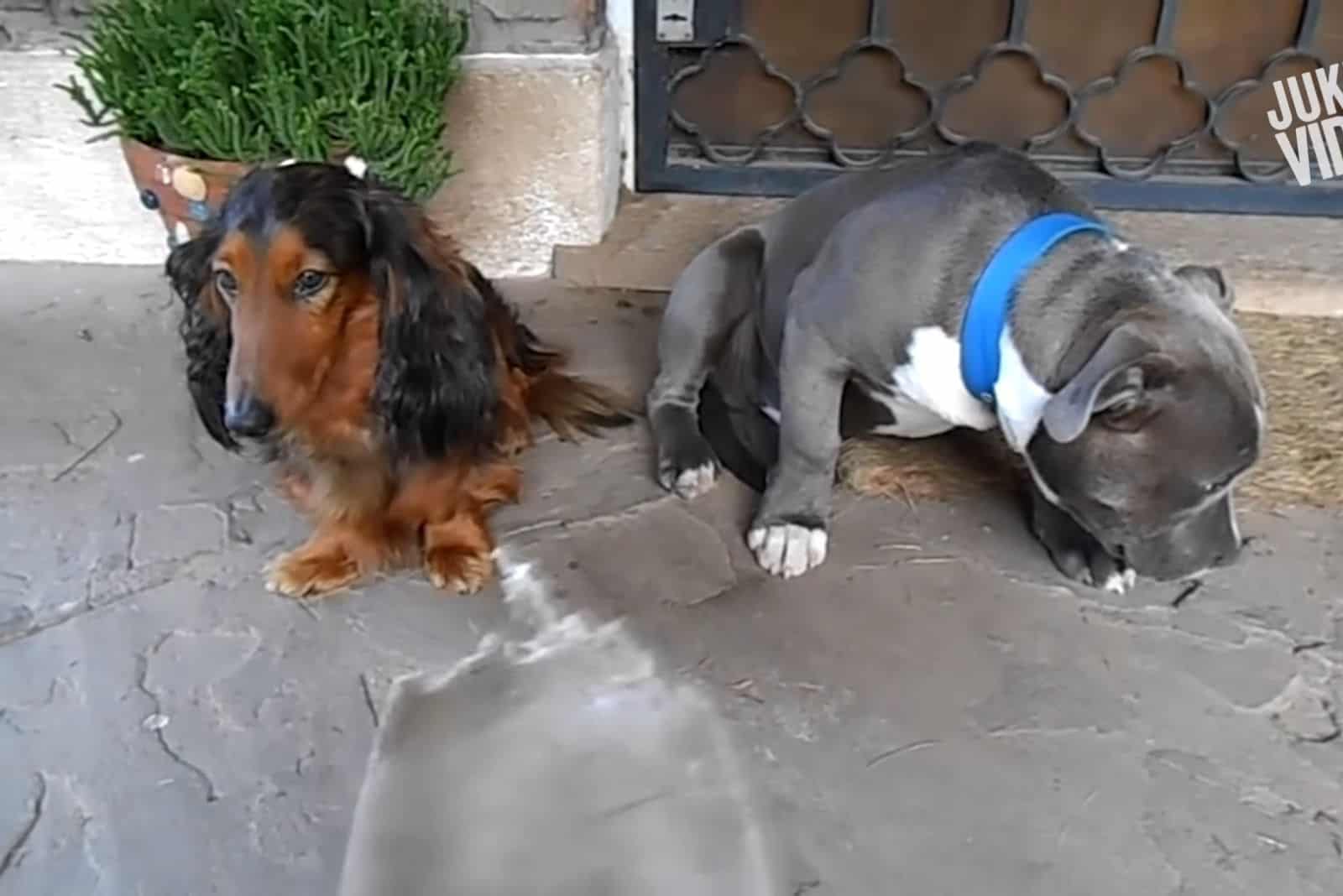 two dogs looking guilty after chewing shoe insole