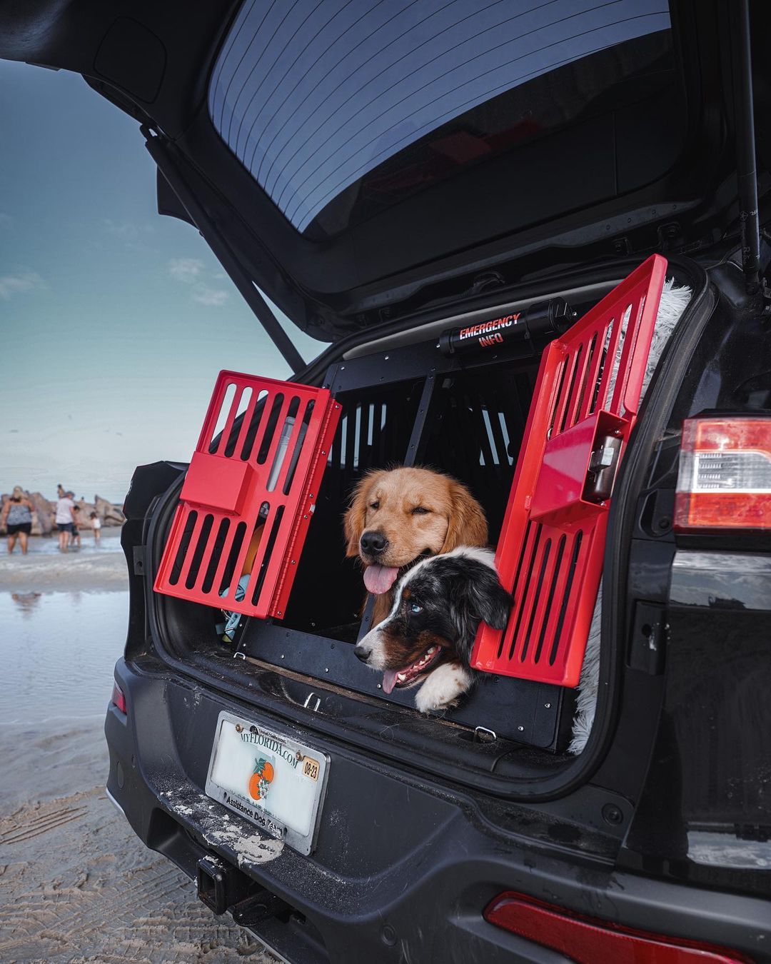 two dogs lying in the trunk of the car