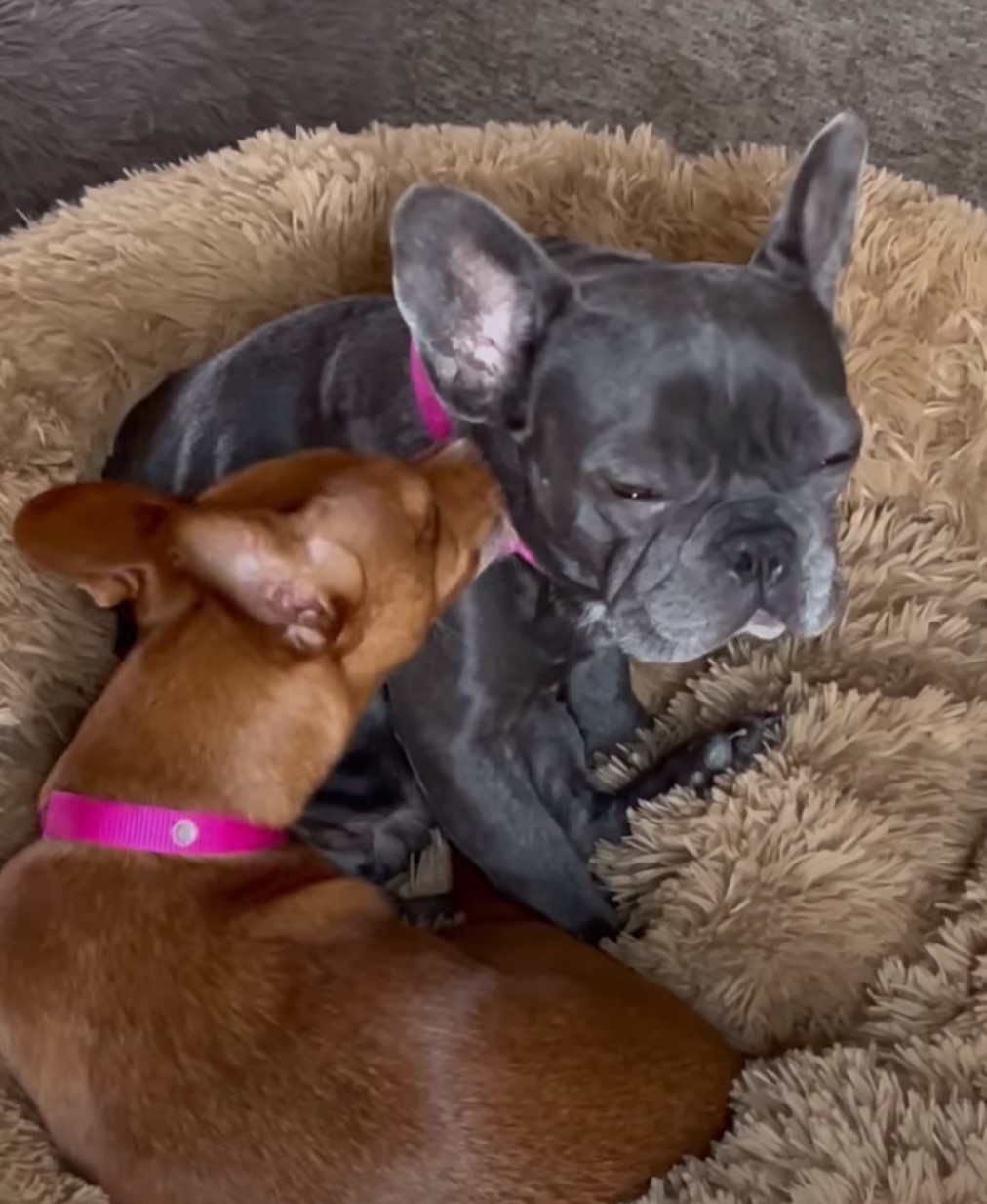 two dogs lying on a fluffy cover