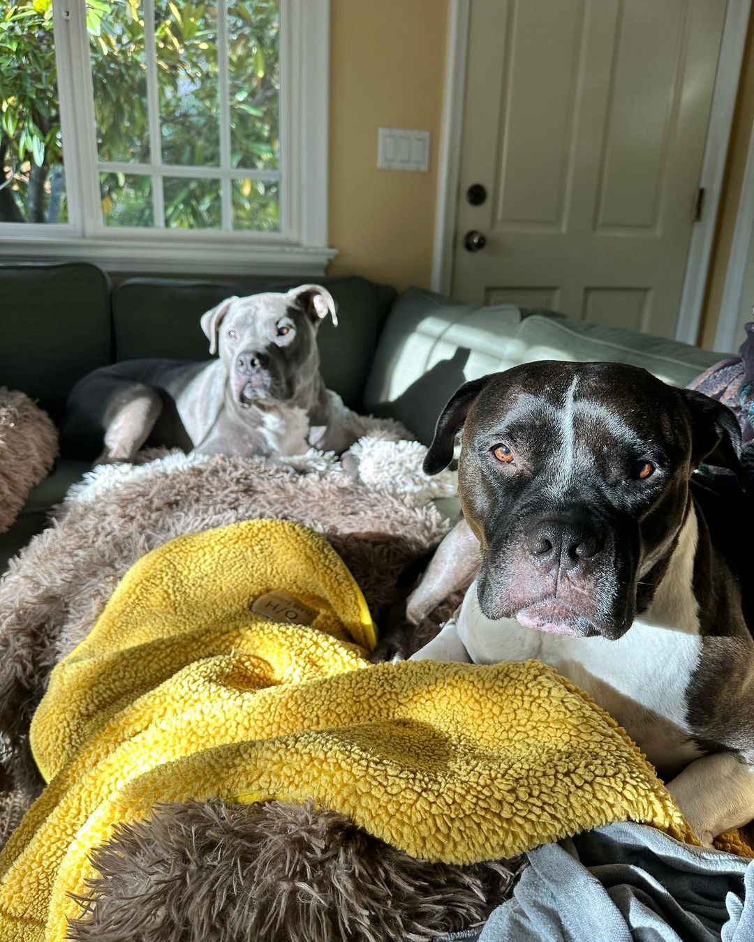 two dogs lying on couch