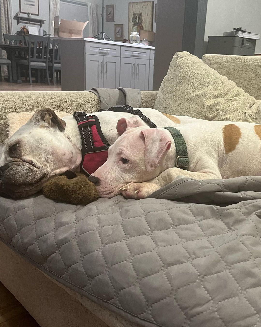 two dogs lying on couch