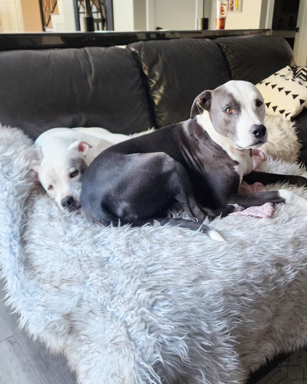 two dogs lying on couch