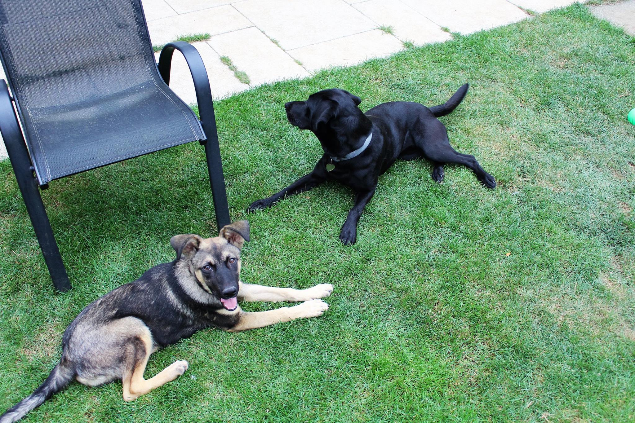 two dogs lying on grass