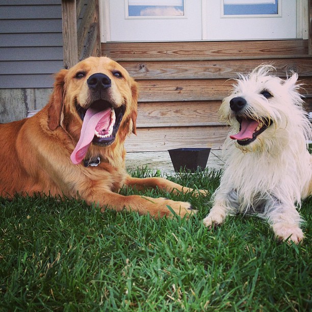 two dogs lying on grass