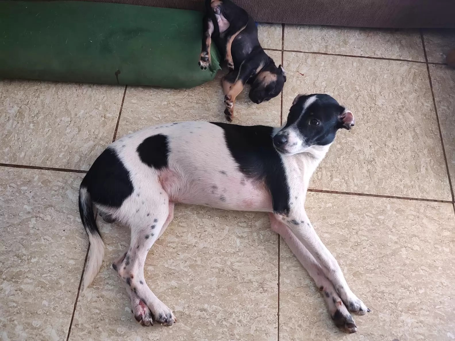 two dogs lying on the floor