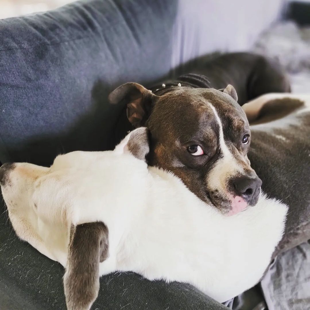 two dogs lying together