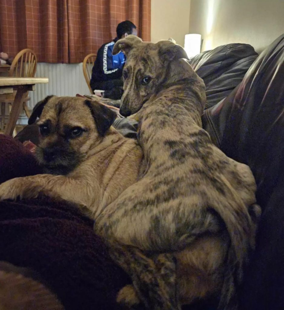 one dog lies on top of another dog