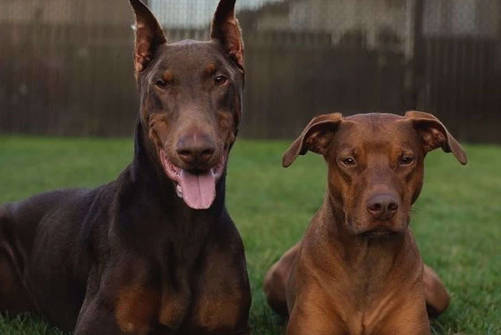 two dogs lying together on the grass