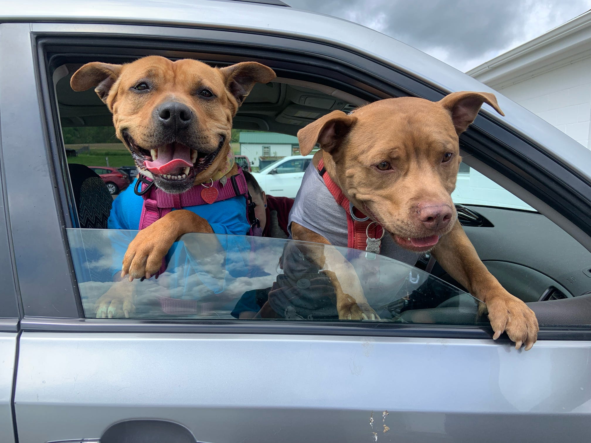 two dogs on a car window