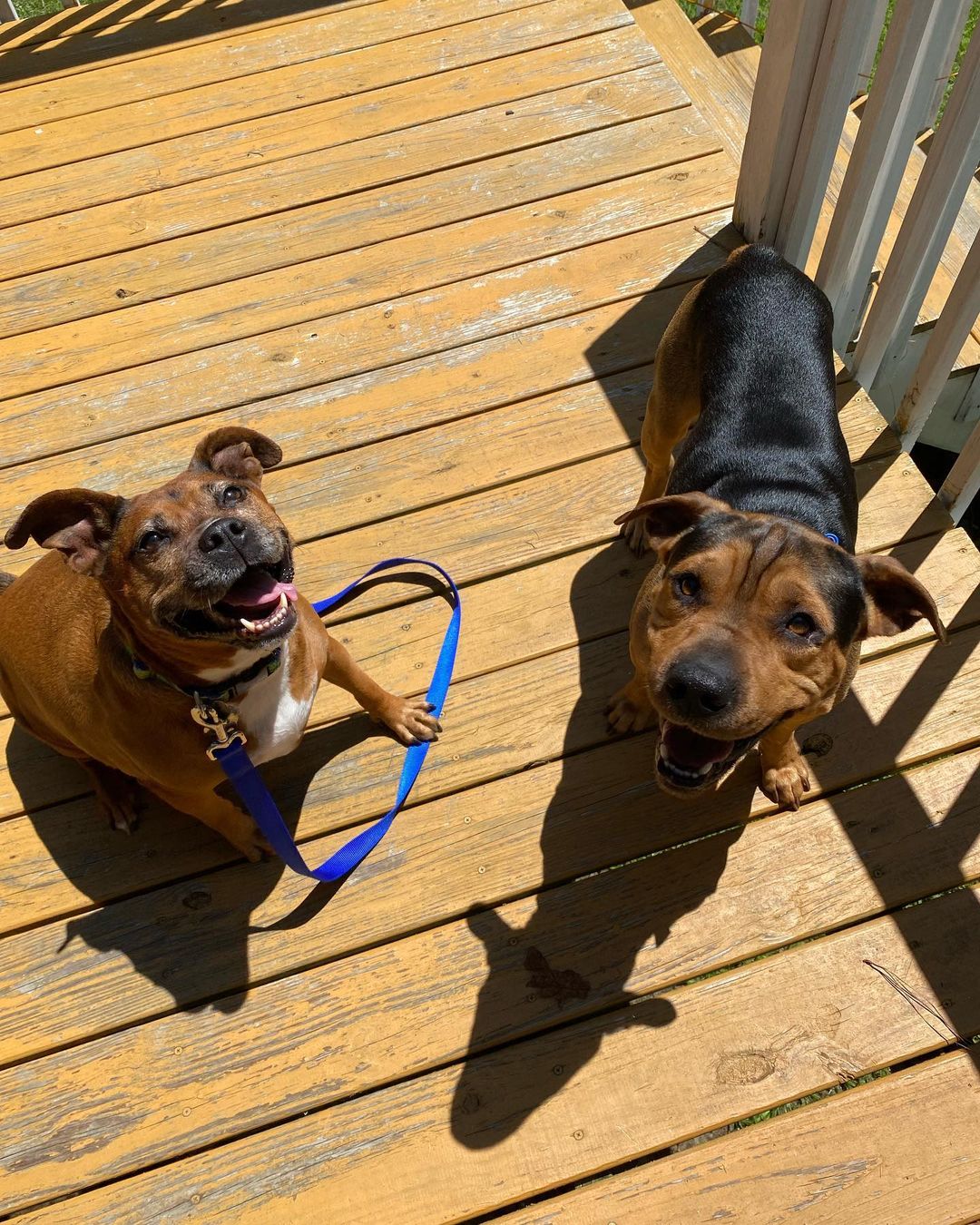 two dogs on a deck in sunshine