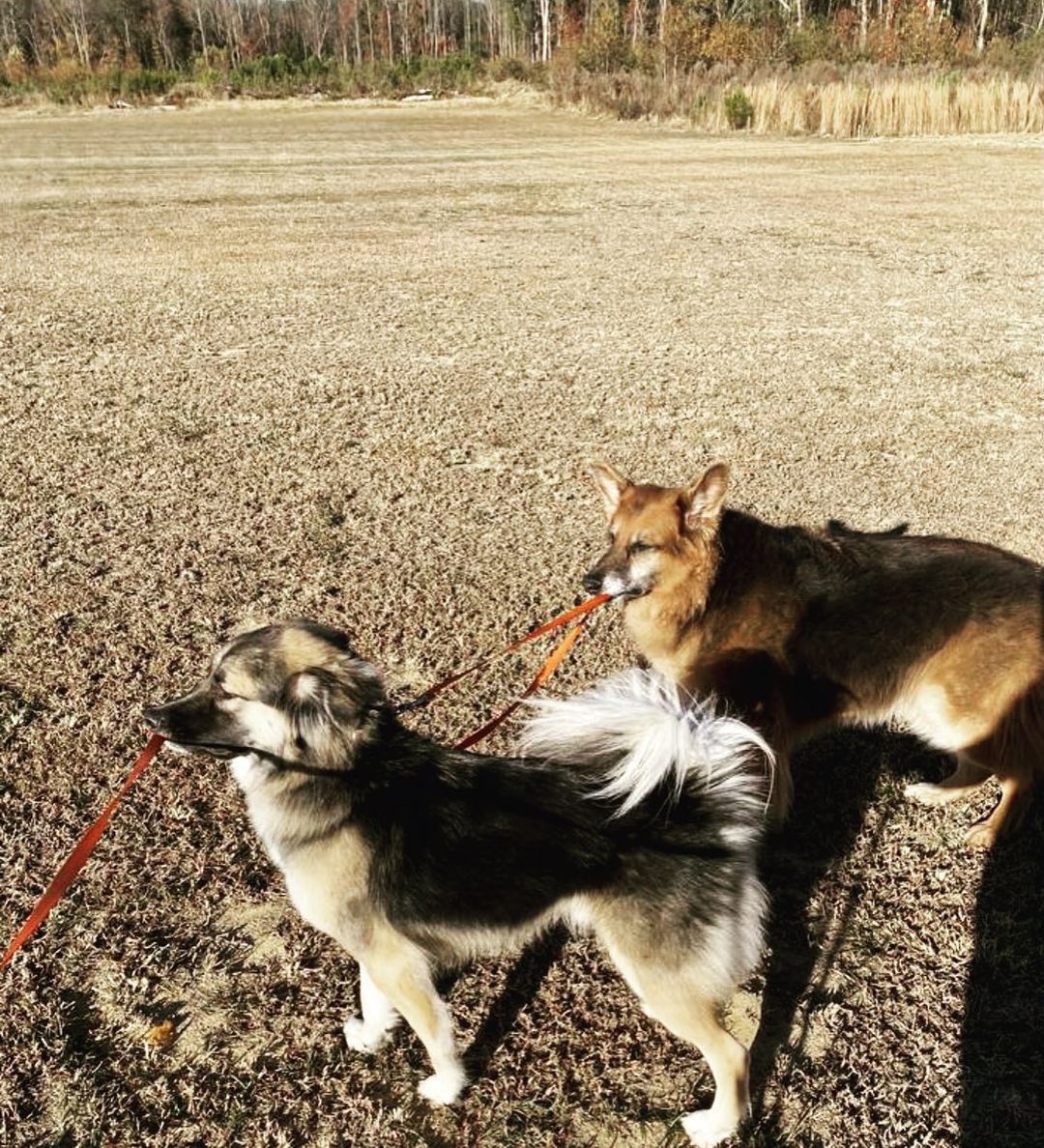 two dogs on a leash