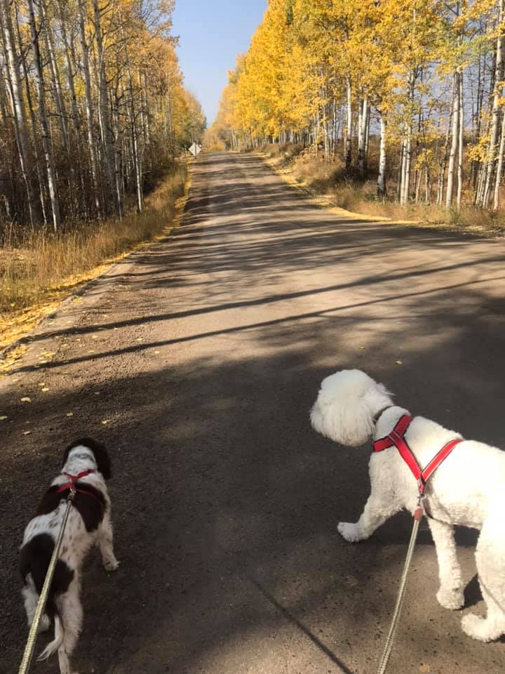 Two dogs on a leash