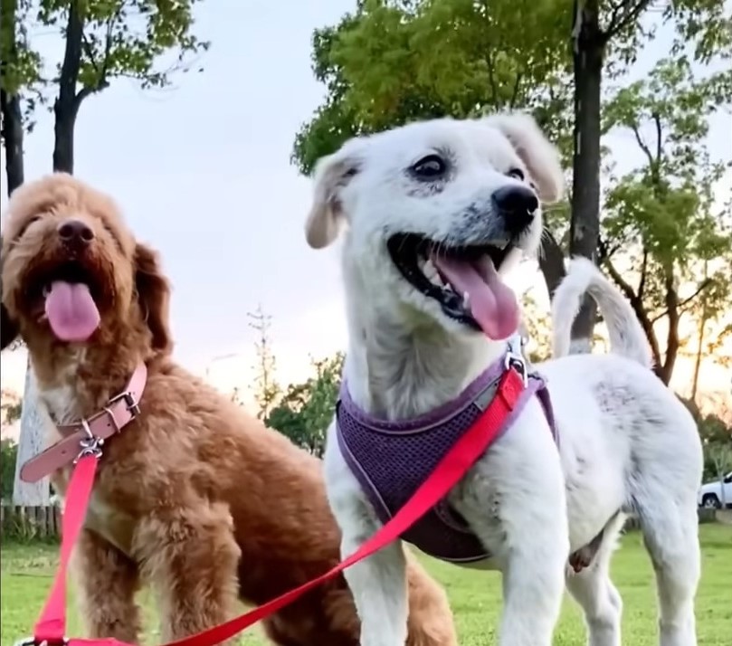 two dogs on a leash