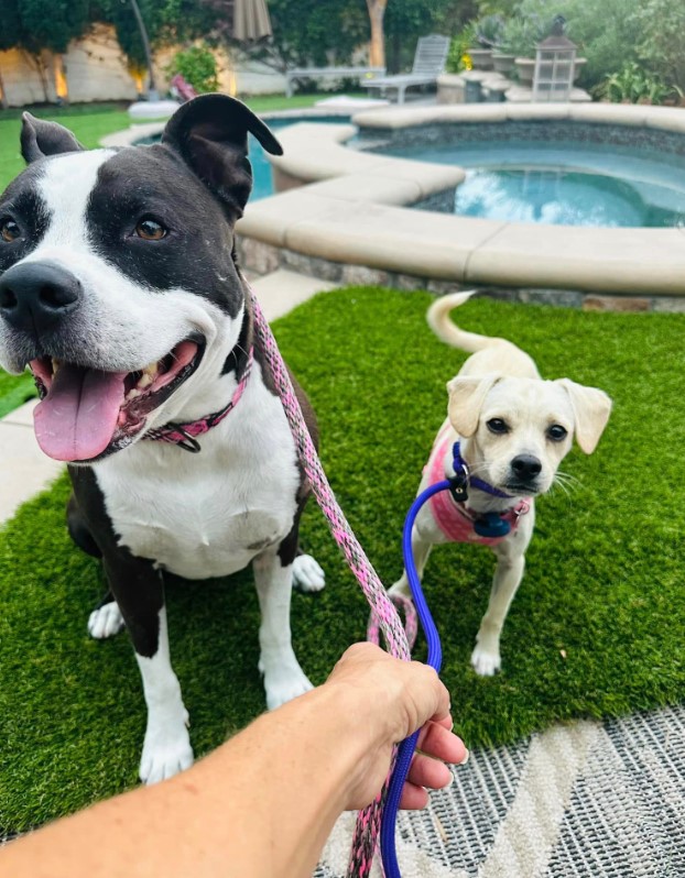 two dogs on a leash in the garden