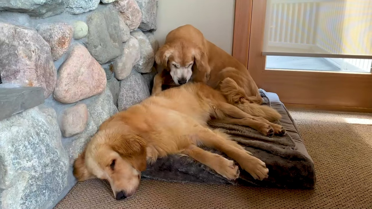 two dogs on a sponge on the floor