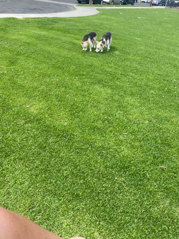 two dogs on green grass