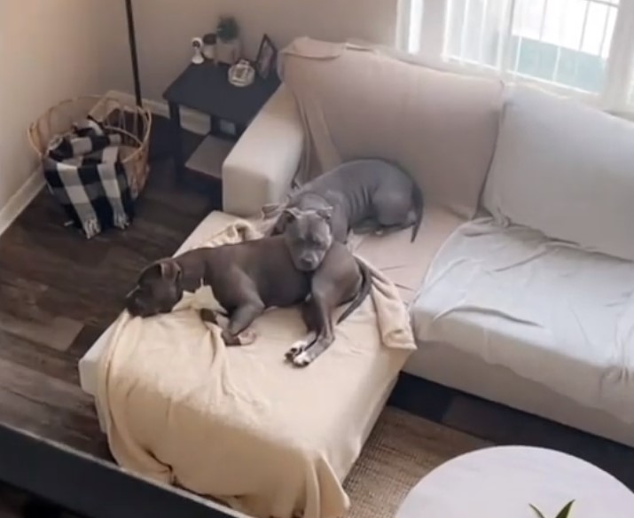 two dogs on the couch laying