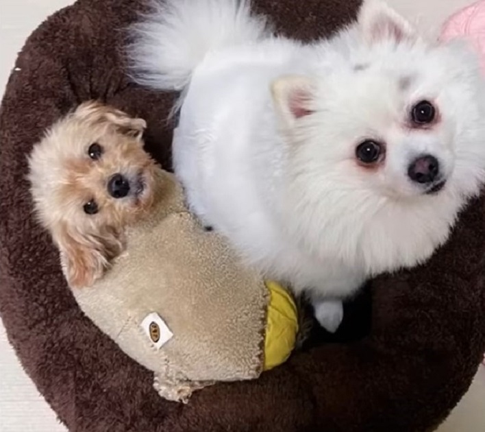 two dogs on the couch