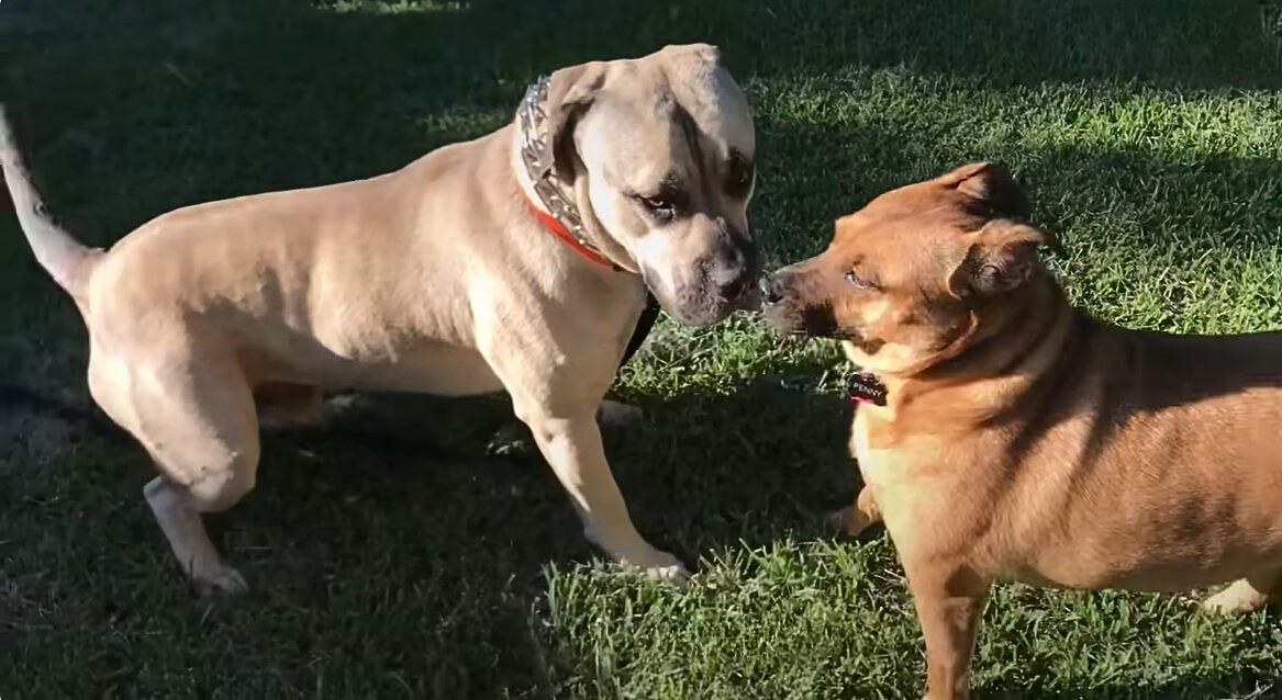 two dogs on the grass