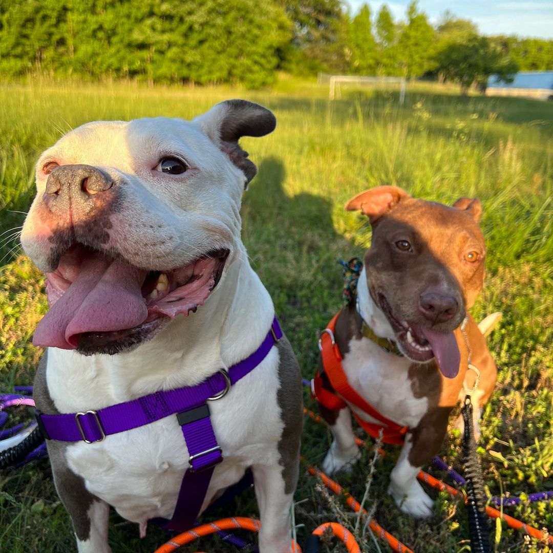 two dogs owner walking