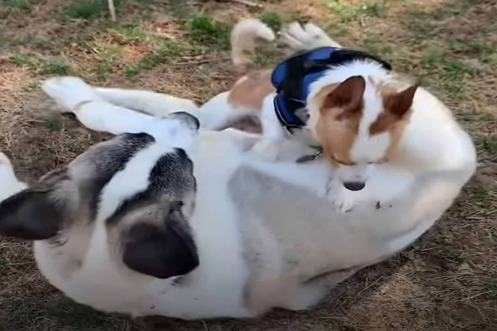 two dogs playing in the park