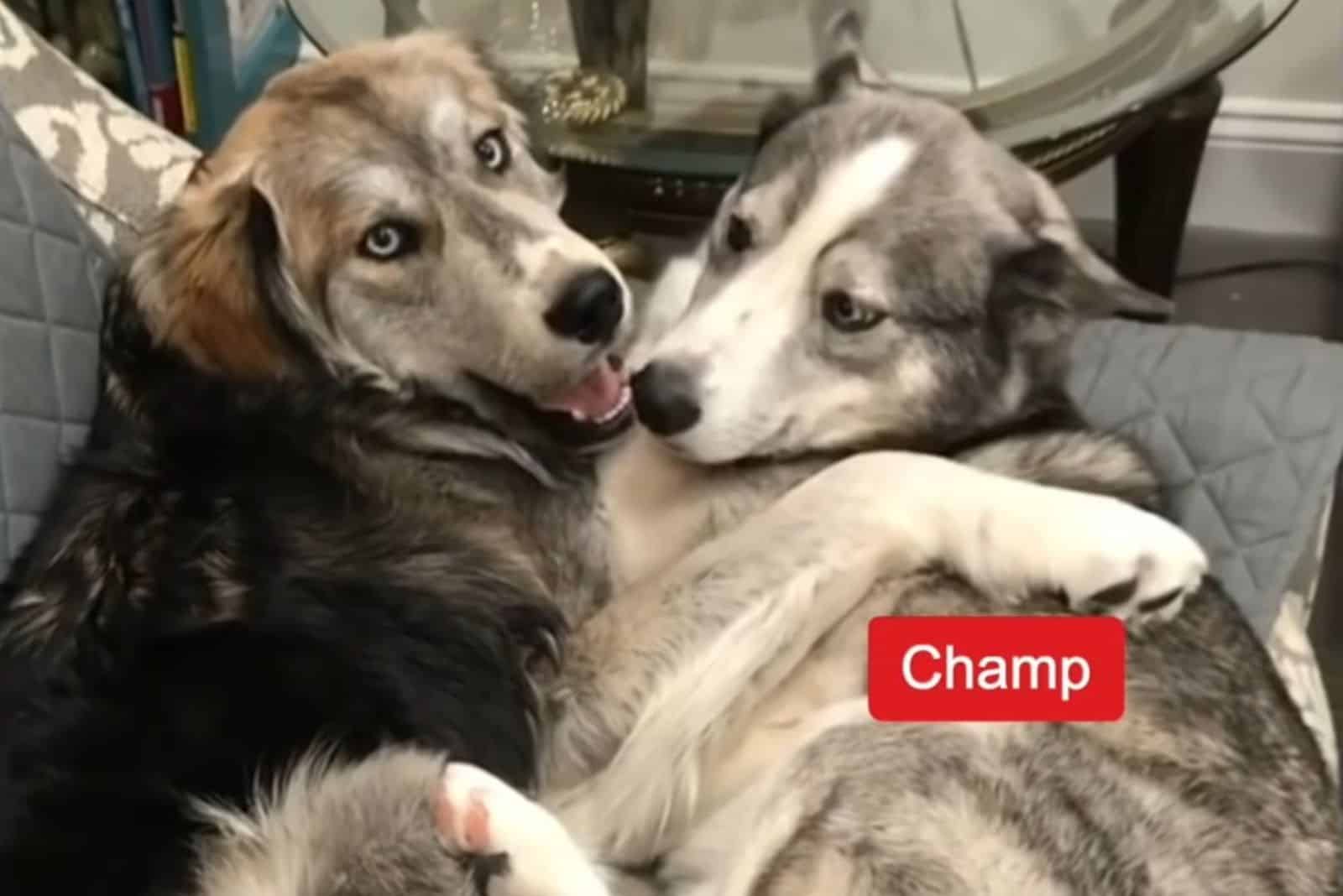 two dogs playing indoors