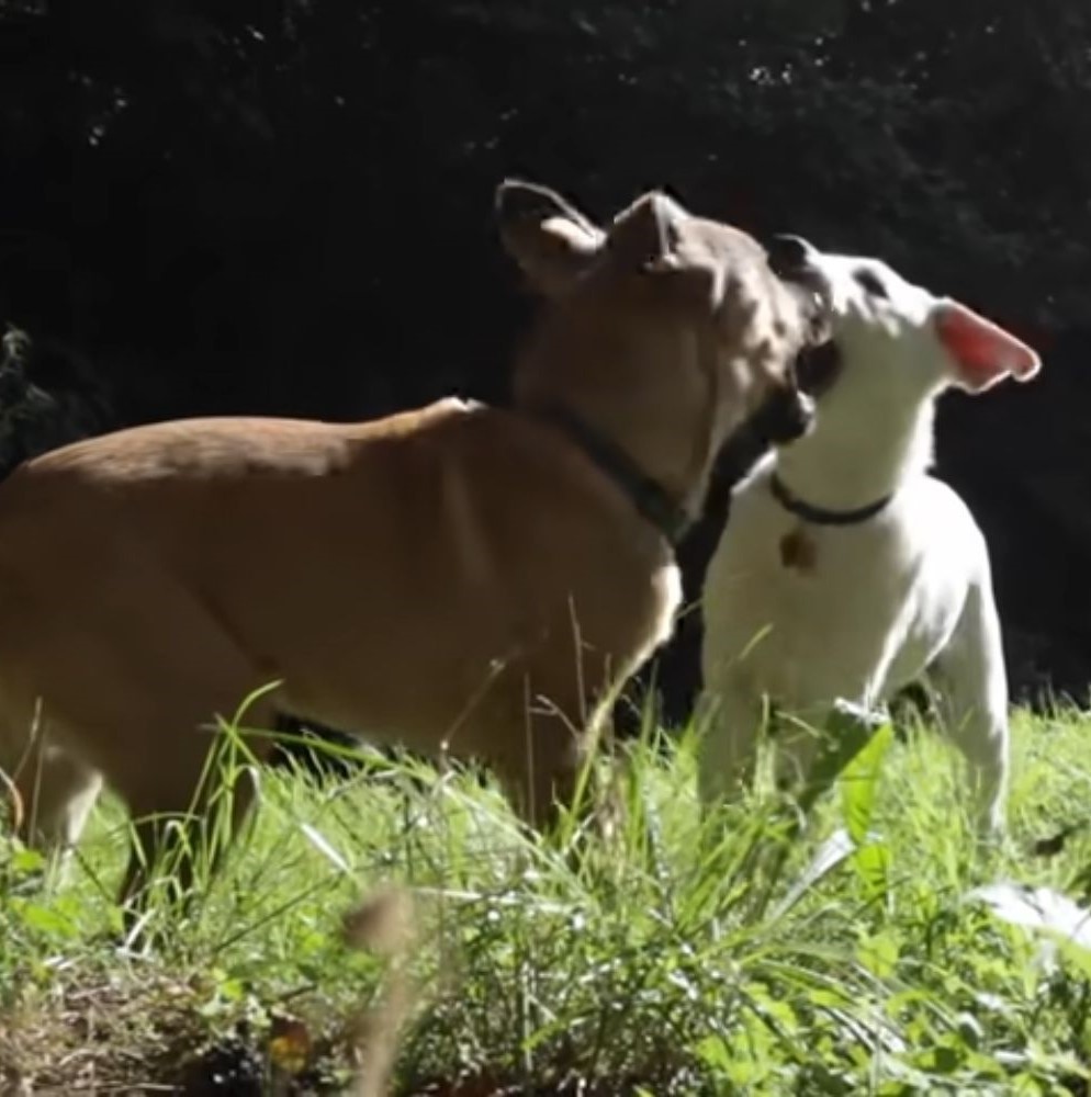 two dogs playing in grass