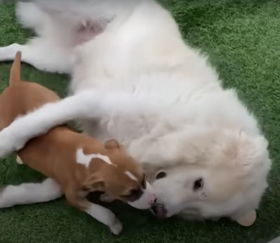 two dogs playing on a lawn