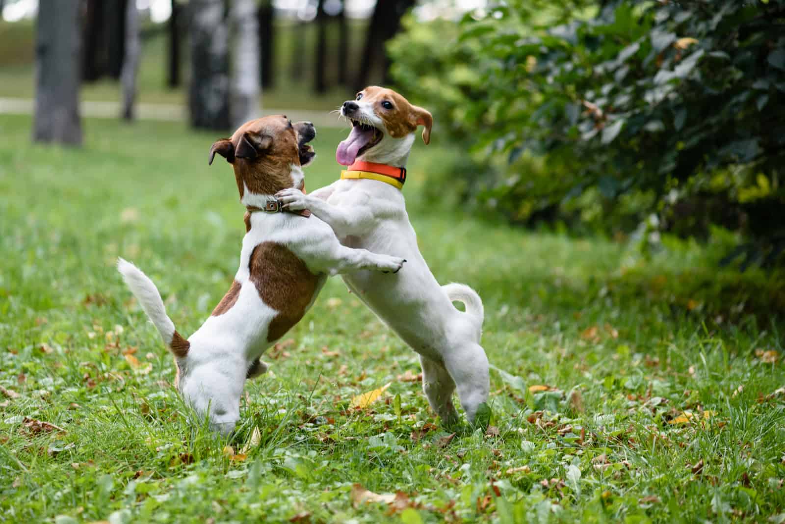 two dogs playing outside