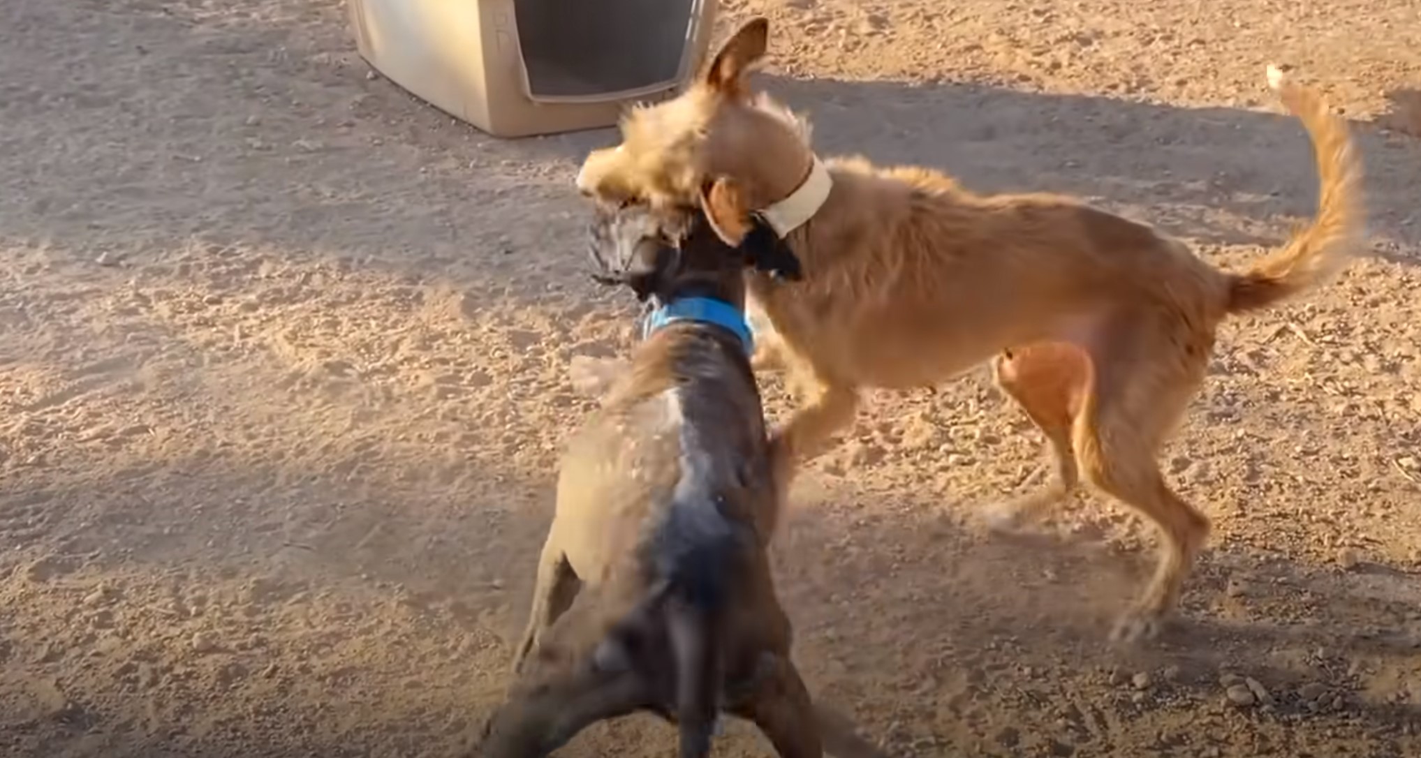 two dogs playing together outside