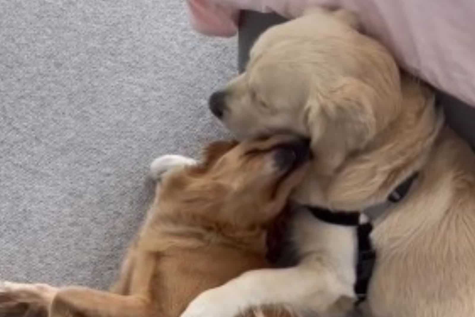 two dogs playing with each other