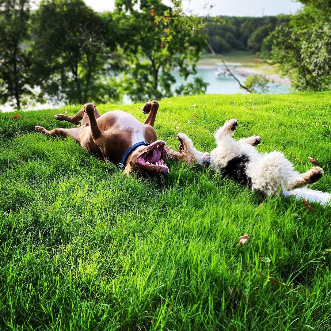 two dogs rolling in grass