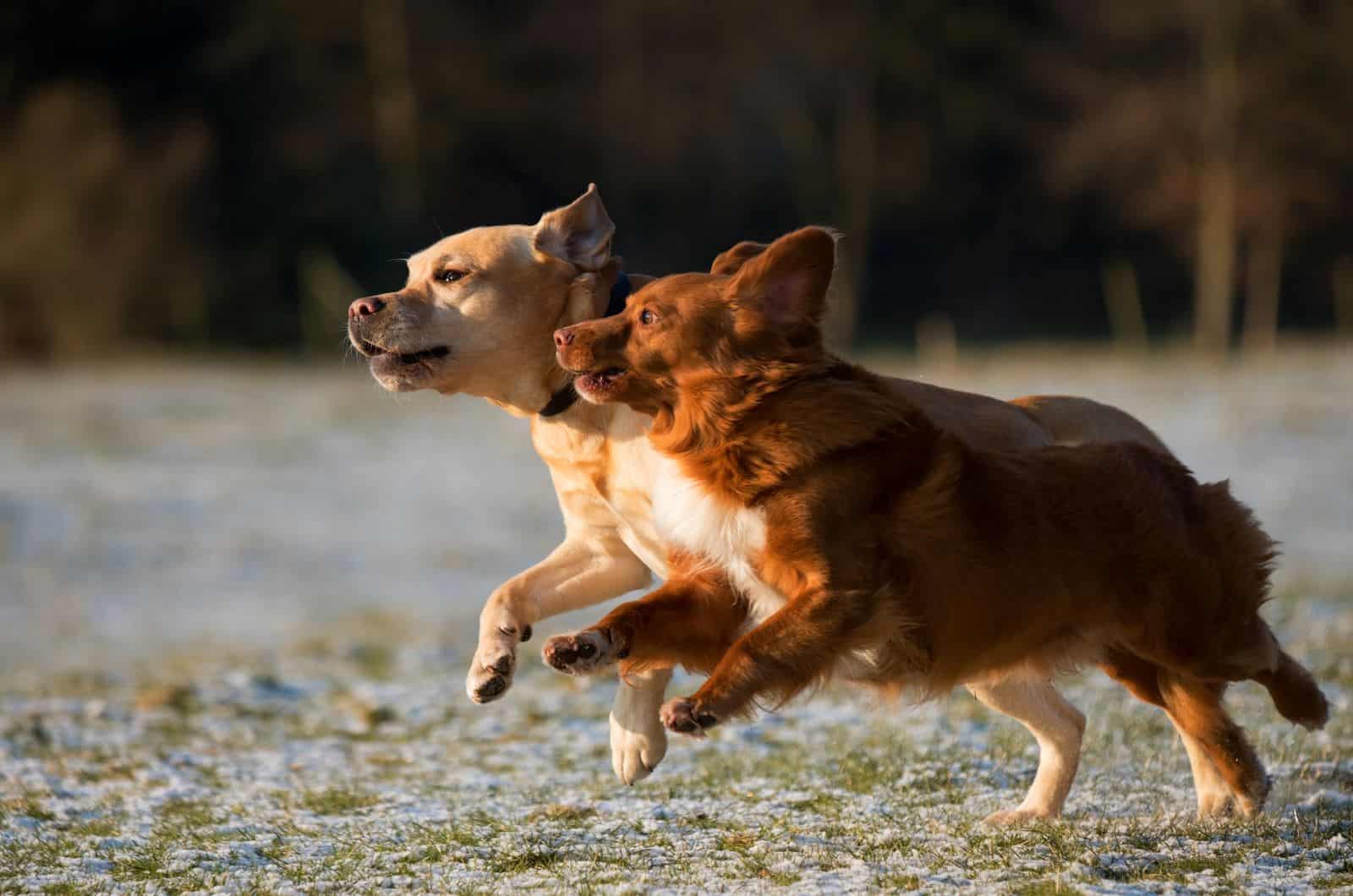 two dogs running in nature