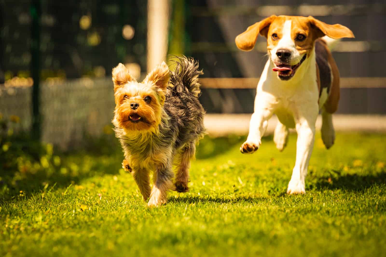 two dogs running