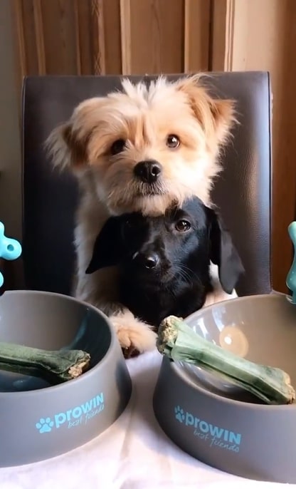 two dogs sitting in a chair