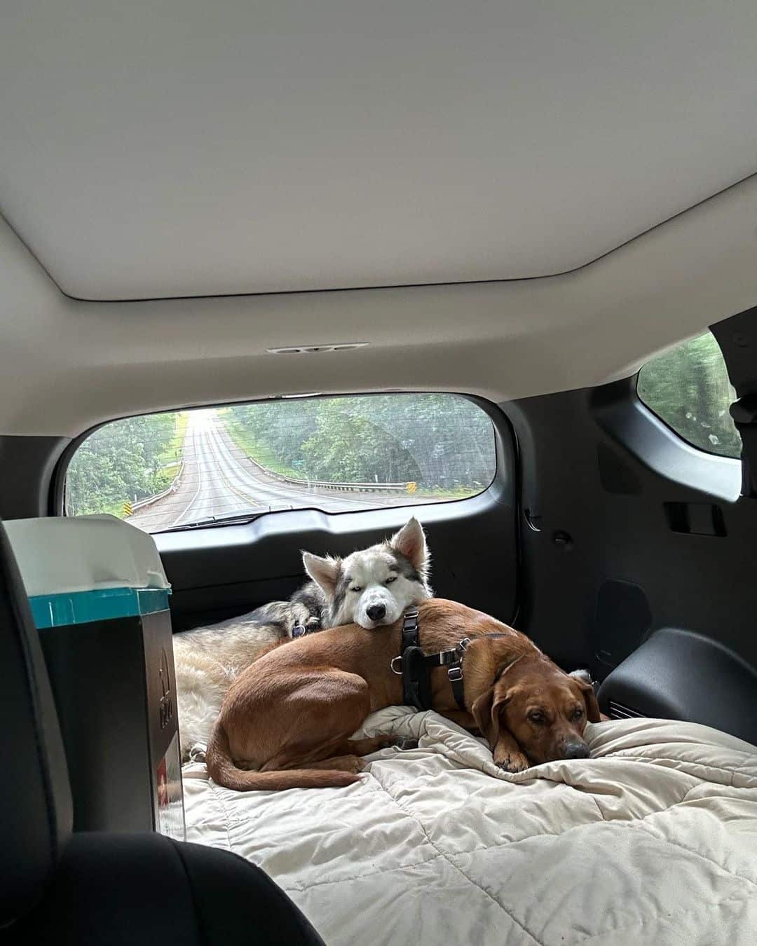 Two dogs sitting in the trunk of car