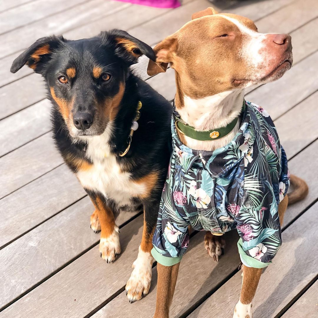 two dogs sitting next to each other