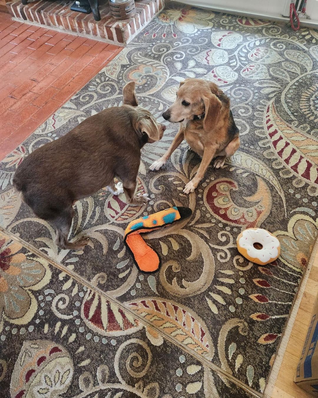 two dogs sitting on a carpet