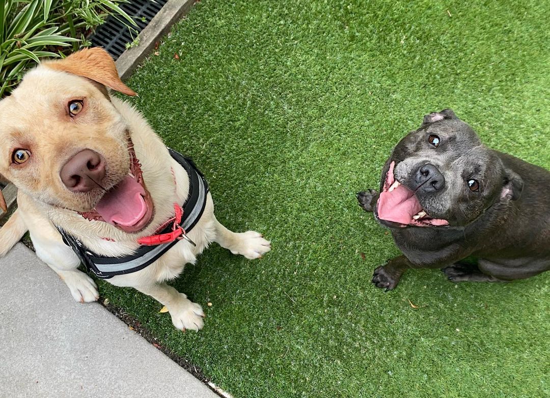 two dogs sitting on a lawn