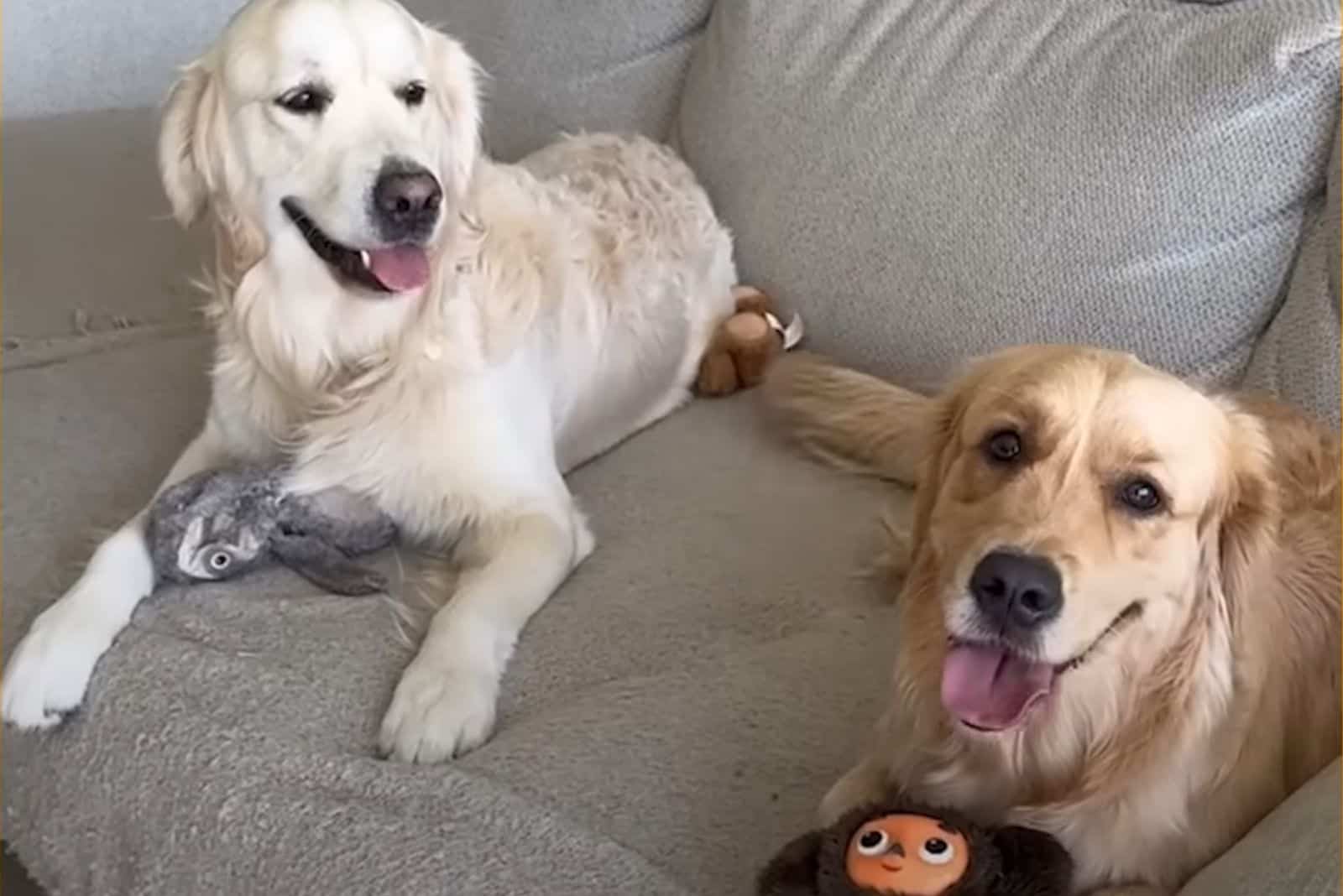 two dogs sitting on the couch