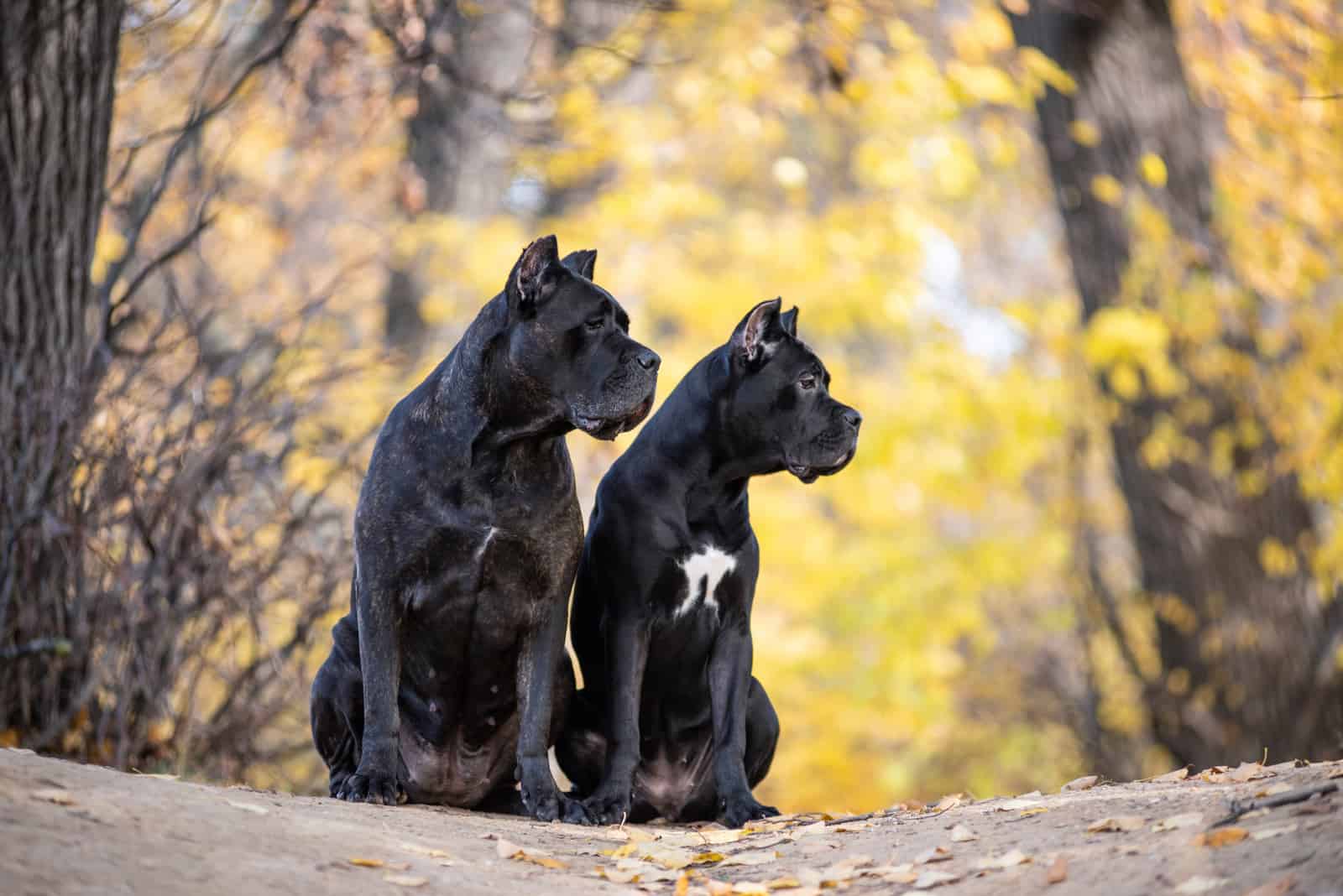 two dogs sitting outside looking away