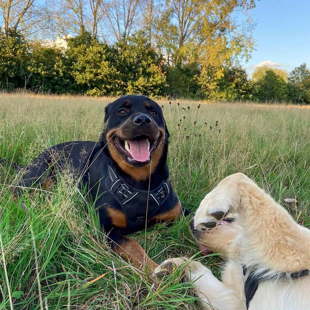 two dogs sitting outside on the grass