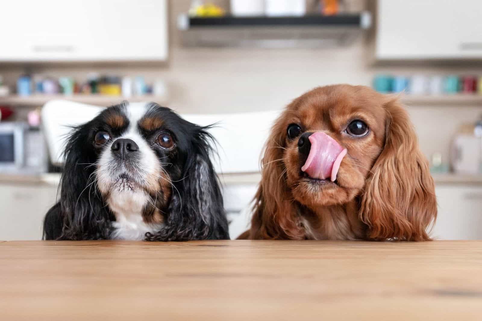 two dogs sitting behind the kitchen table waiting for food